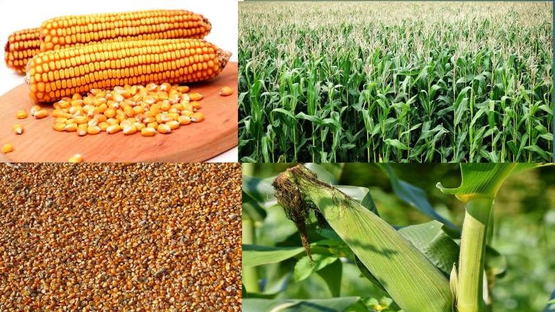 Maize New Variety