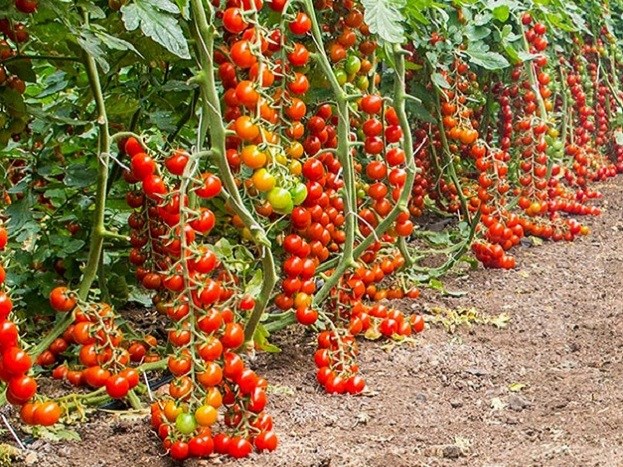 Tomato