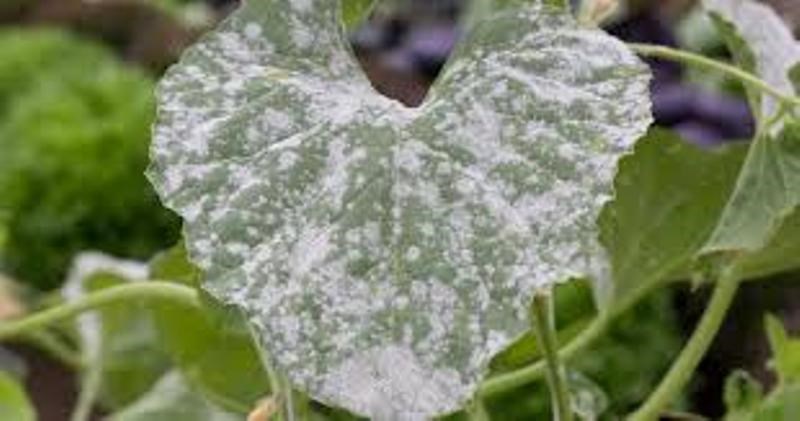 Powdery Mildew
