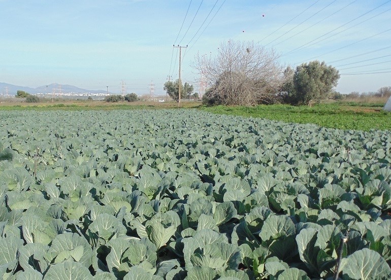 Vegetable Farming
