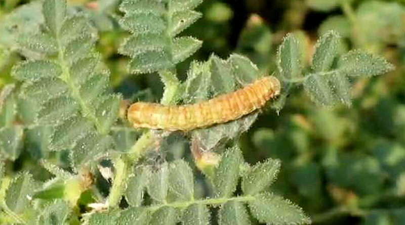 Scientist Advisory To Pest Control