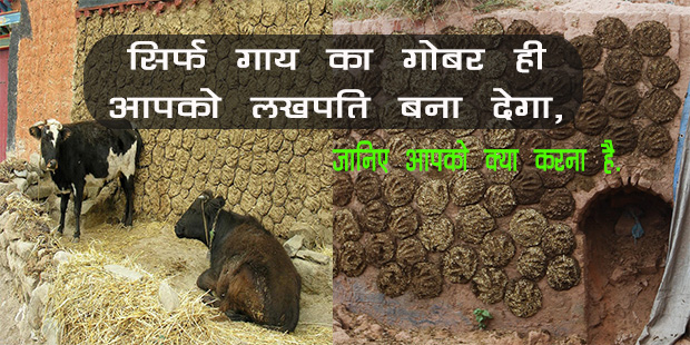 Usage of cow dung