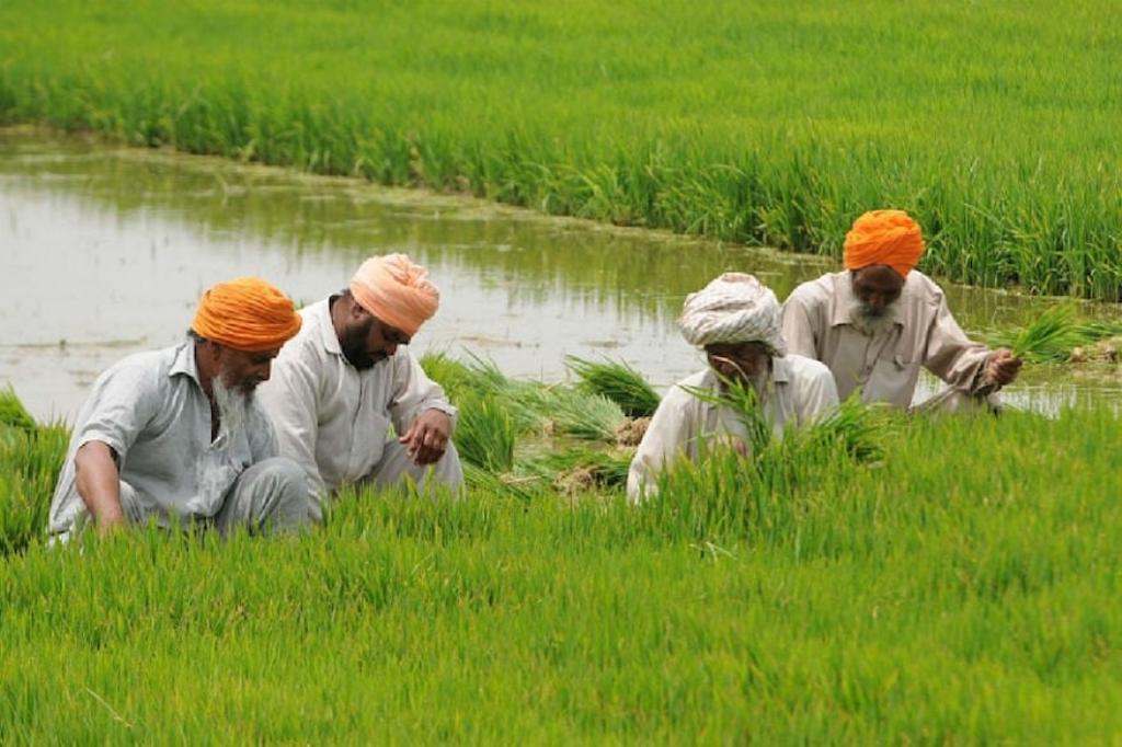 भारत के टॉप 10 कृषि राज्य, जहां पर होती है सबसे अधिक खेती - Top 10 major  agricultural states of India, where most crops are grown