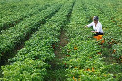 Chilli crop is done by the youth, Mali is getting millions, earning from chillies