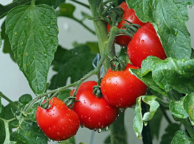 Tomato price hike in maharashtra