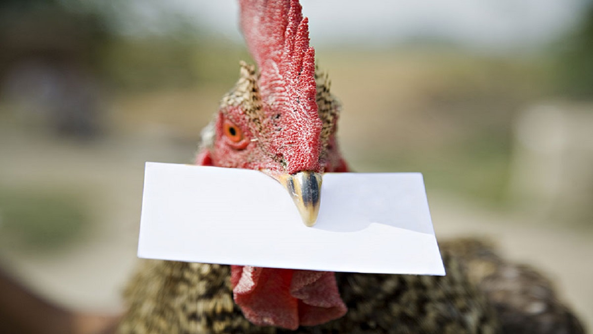 मुर्गी पालन केंद्रों से संपर्क करने की लिस्ट, अपने राज्य के मुताबिक करें  कांटेक्ट - List of contact with poultry centers, contact according to your  state