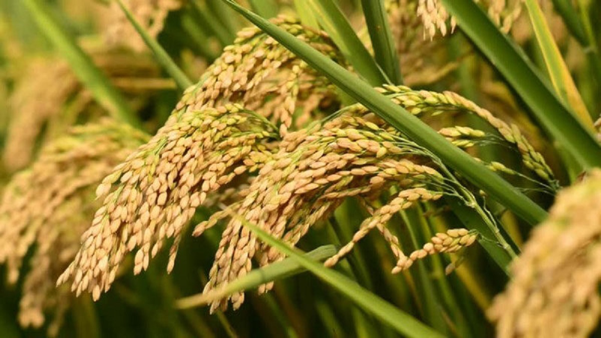 paddy cultivation