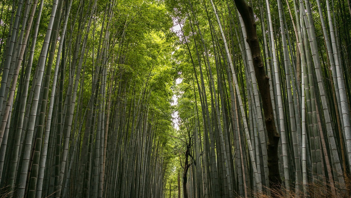 Bamboo Farming Business