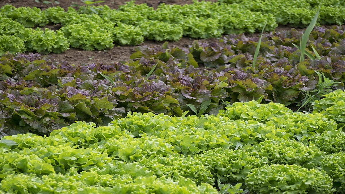 Crop Diversification