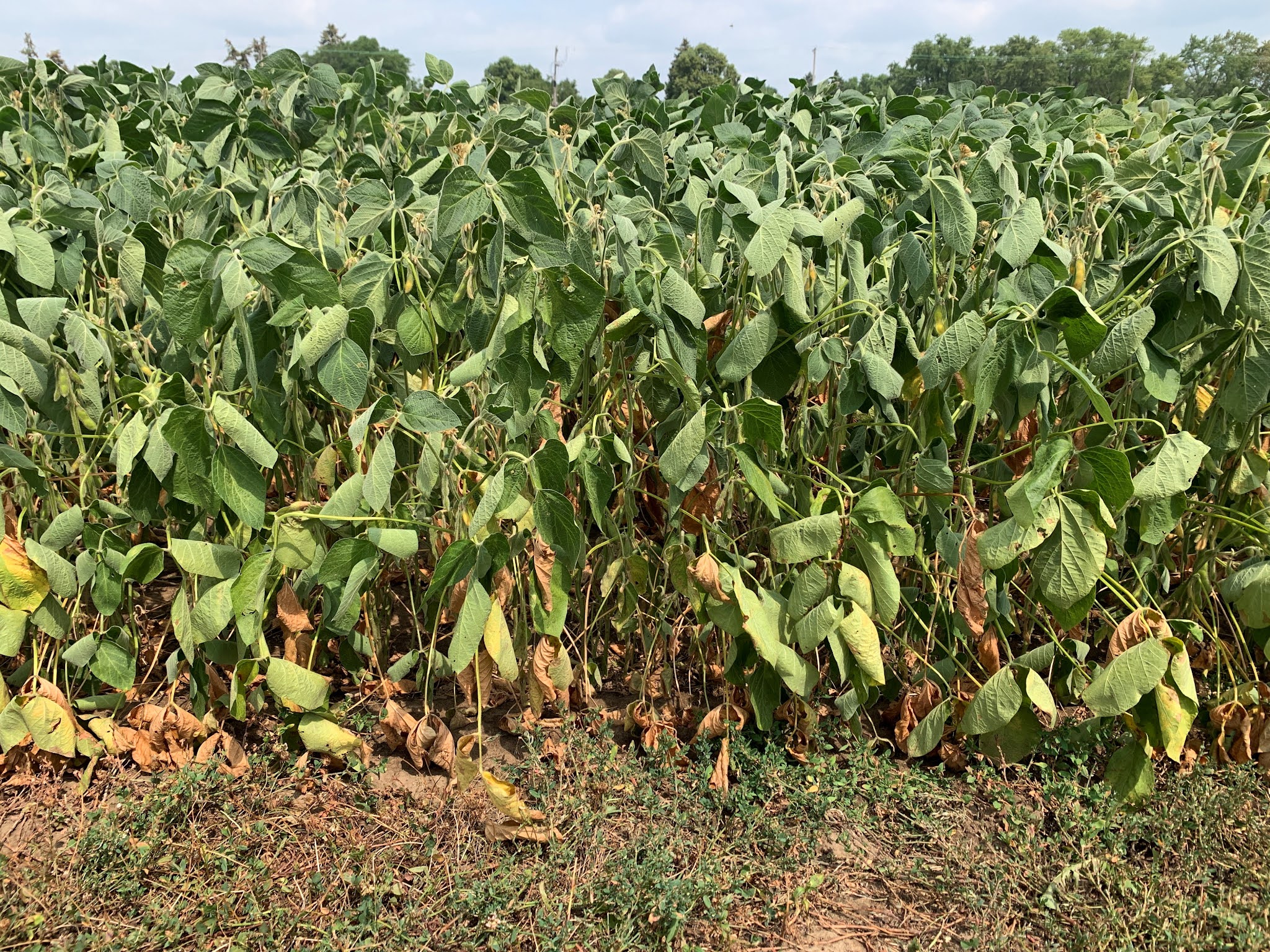 Soybean Crop Management: सोयाबीन में खरपतवार, कीट एवं रोग नियंत्रण कैसे ...