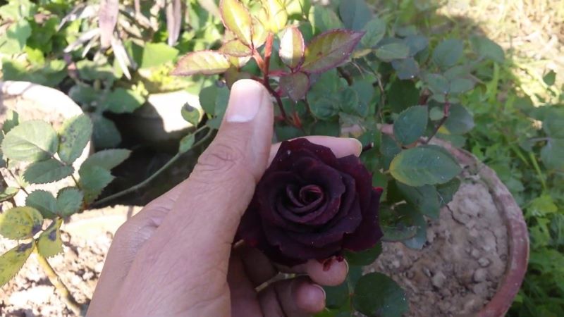 black-rose