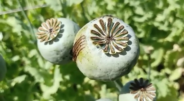अफीम की खेती (Opium Cultivation)