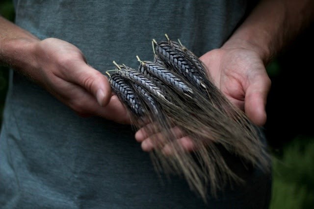 Black wheat