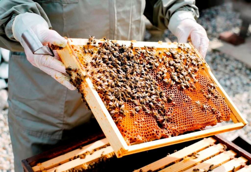 'Italian Bee' bees will benefit 3 times
