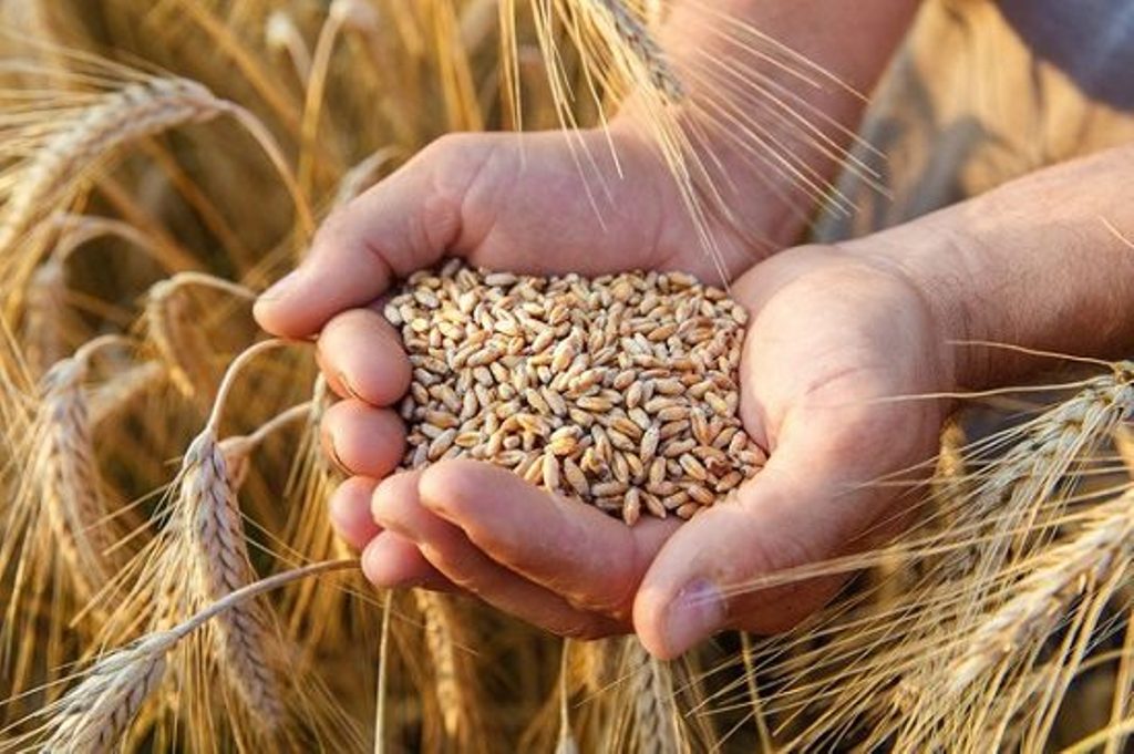 variety of wheat will double the income of farmers