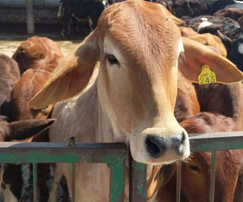 Farmers will now get loan up to 10 lakh on milch animal