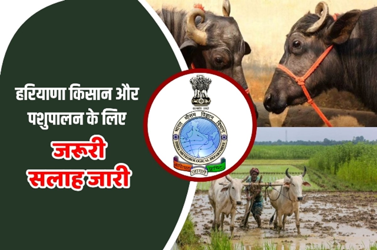 हरियाणा किसान और पशुपालन के लिए एग्रोमेट एडवाइजरी जारी, जानें अहम जानकारी -  Agromet advisory issued for Haryana farmer and animal husbandry, know  important information