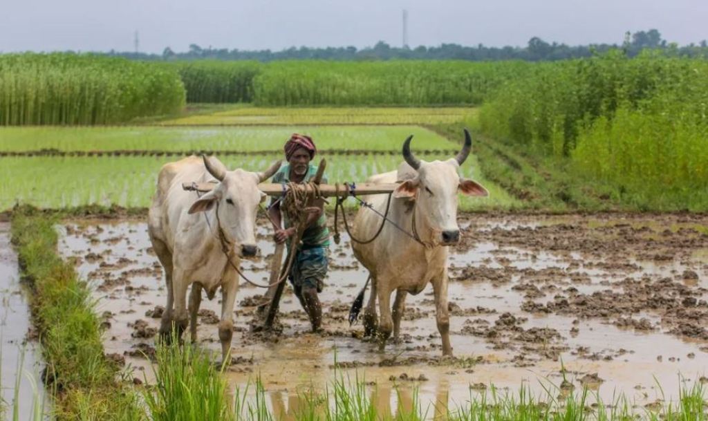 Agromet advisory issued for Haryana farmer and animal husbandry
