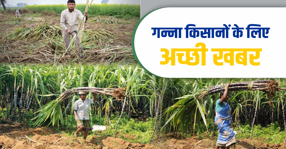 Sugarcane Farmers: किसानों के लिए बड़ी खबर, गन्ने किसानों को दी जाएगी ...