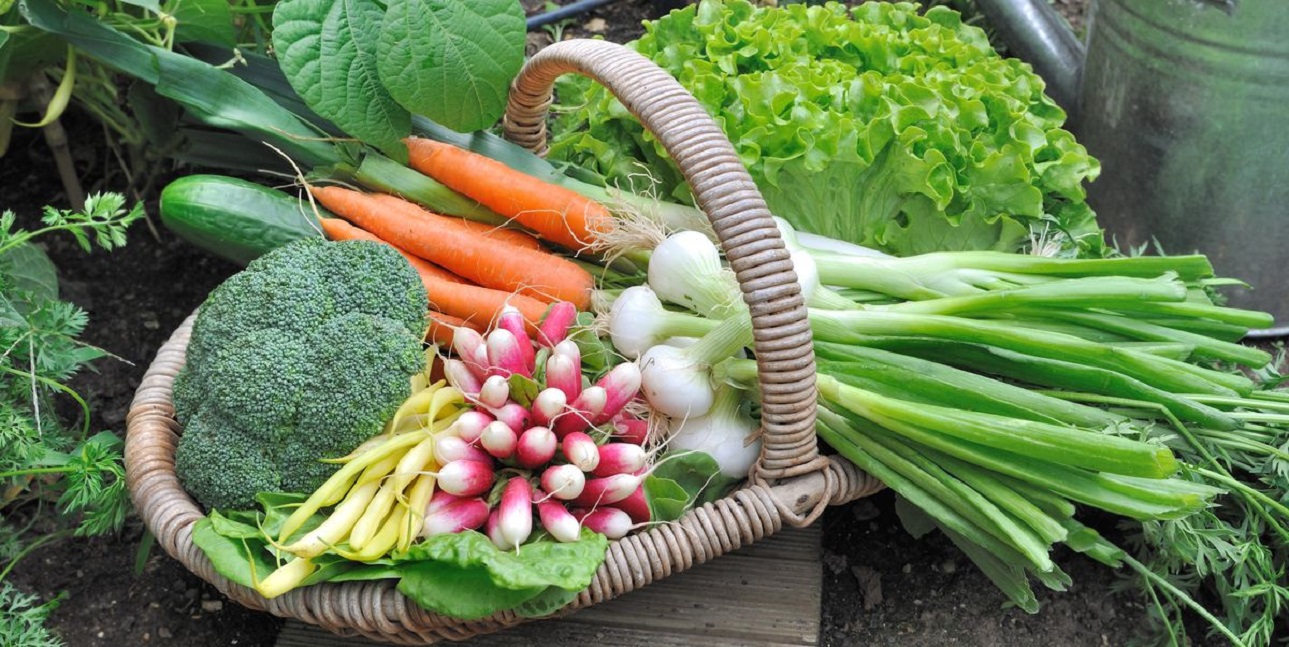 बागीचे में उगाई गई सब्जियों का फायदा उस समय सबसे ज्यादा होता है जिस समय बाजार में सब्जियों के दाम आसमान छू रहे होते हैं. (प्रतीकात्मक फोटो-सोशल मीडिया)