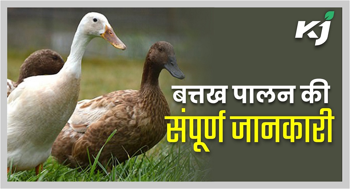 सरकार नाबार्ड (नेशनल बैंक फॉर एग्रीकल्चर एंड रूरल डेवलपमेंट) के माध्यम से सब्सिडी प्रदान कर रही है. योजना के तहत सरकार बत्तख पालन के लिए 25 प्रतिशत से अधिक का लोन उपलब्ध करा रही है. (फोटो-कृषि जागरण)