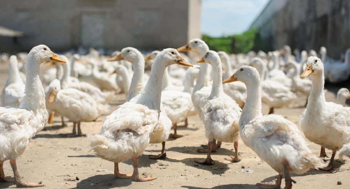 एक साल में एक बत्तख 280 से 380 अंडे देती है. यह उत्पादन मुर्गियों के मुकाबले दोगुना है.  (फोटो-सोशल मीडिया)