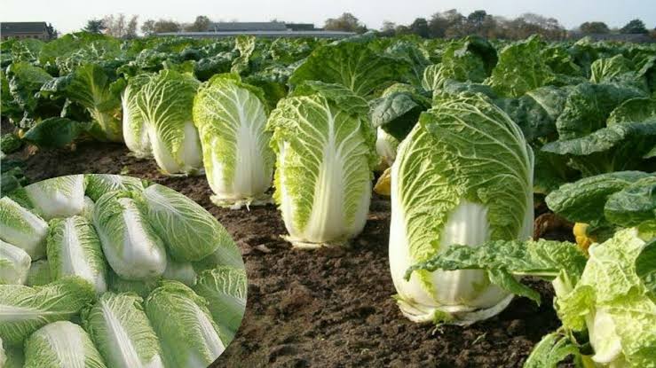chinese Cabbage