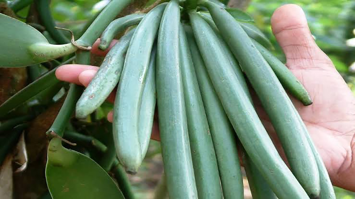 Vanilla Cultivation can be a highly profitable business