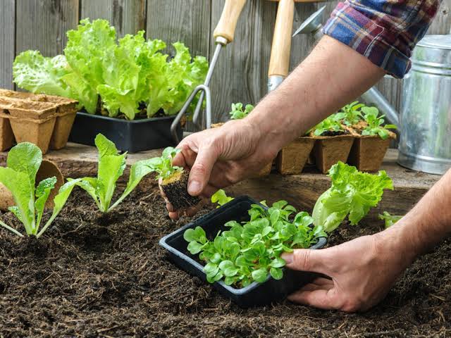 होम गार्डन के लिए ऐसे तैयार करें उपजाऊ मिट्टी, गमले में लगेंगी भरपूर फल-सब्जियां - Prepare fertile soil for home garden, plenty of fruits and vegetables will be planted in the pot