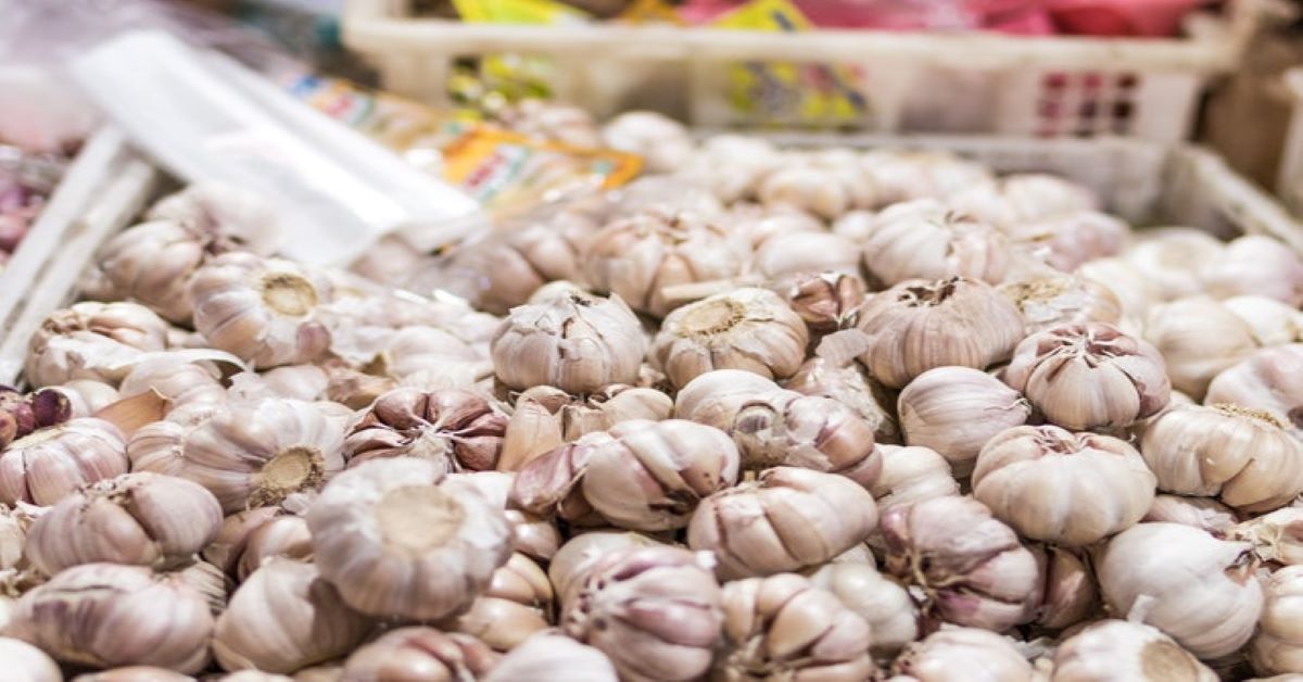 Top Garlic variety: लहसुन की उन्नत किस्में, 175 क्विंटल प्रति हेक्टेयर तक पैदावार क्षमता