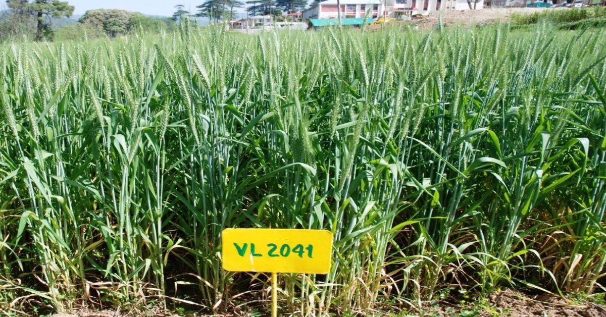 New Wheat Variety:  विवेकानन्द पर्वतीय कृषि अनुसंधान संस्थान ने विकसित की गेहूं की VL 2041 प्रजाति