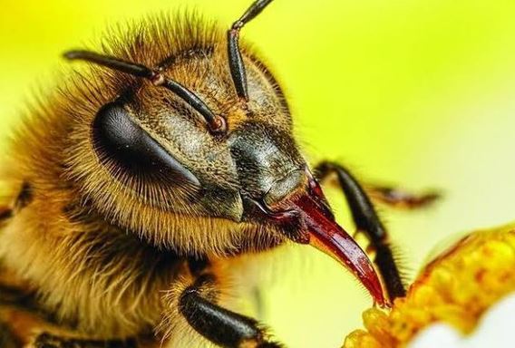 मधुमक्खियों पर विषैले रसायनों के चूर्णो का भुरकाव सर्वाधिक घातक होता है।