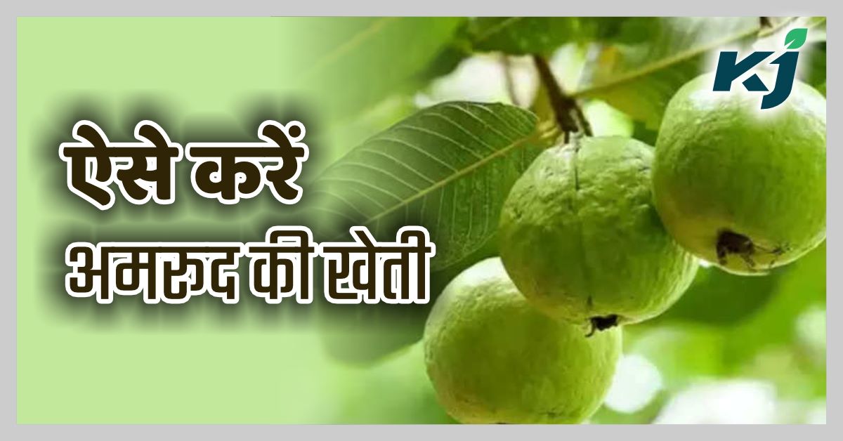 Guava Cultivation इस विधि से करें अमरूद की खेती होगी कम समय में ज्यादा कमाई How To Cultivate