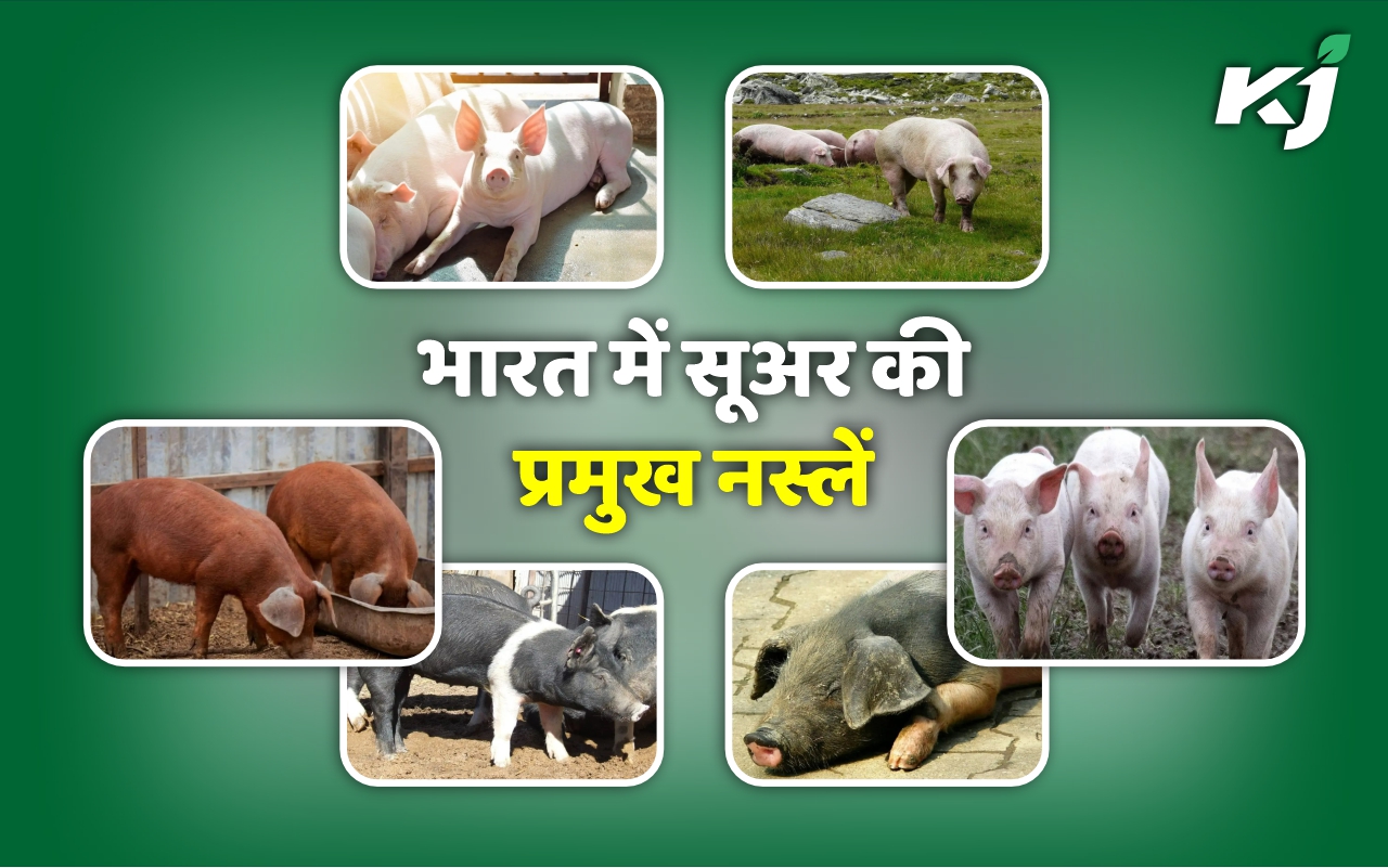 भारत में सूअर की प्रमुख नस्लें