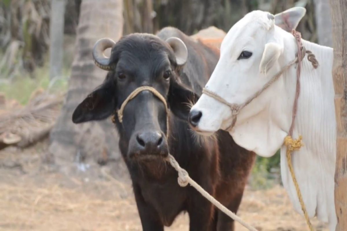 गाय-भैंस का दूध उत्पादन बढ़ाने के तरीके