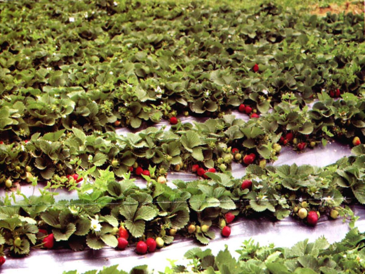 स्ट्रॉबेरी की खेती का उन्नत तरीका