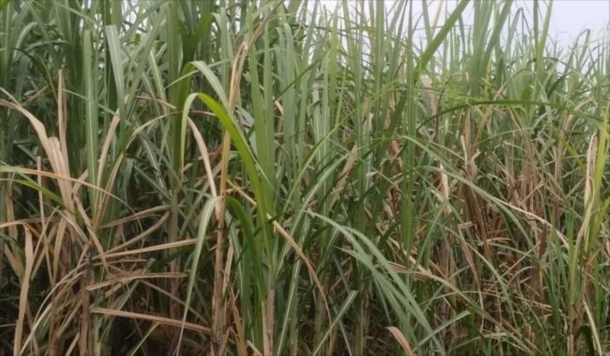 गन्ने में लाल सड़न रोग
