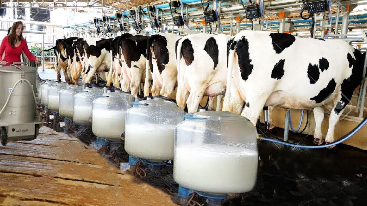 Increase In Milk Meat And