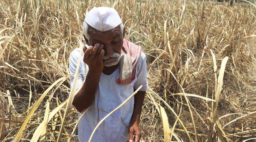 PMFBY: 100 रुपए के प्रीमियम पर किसानों को मिल रहे 514 रुपए- कृषि मंत्री
