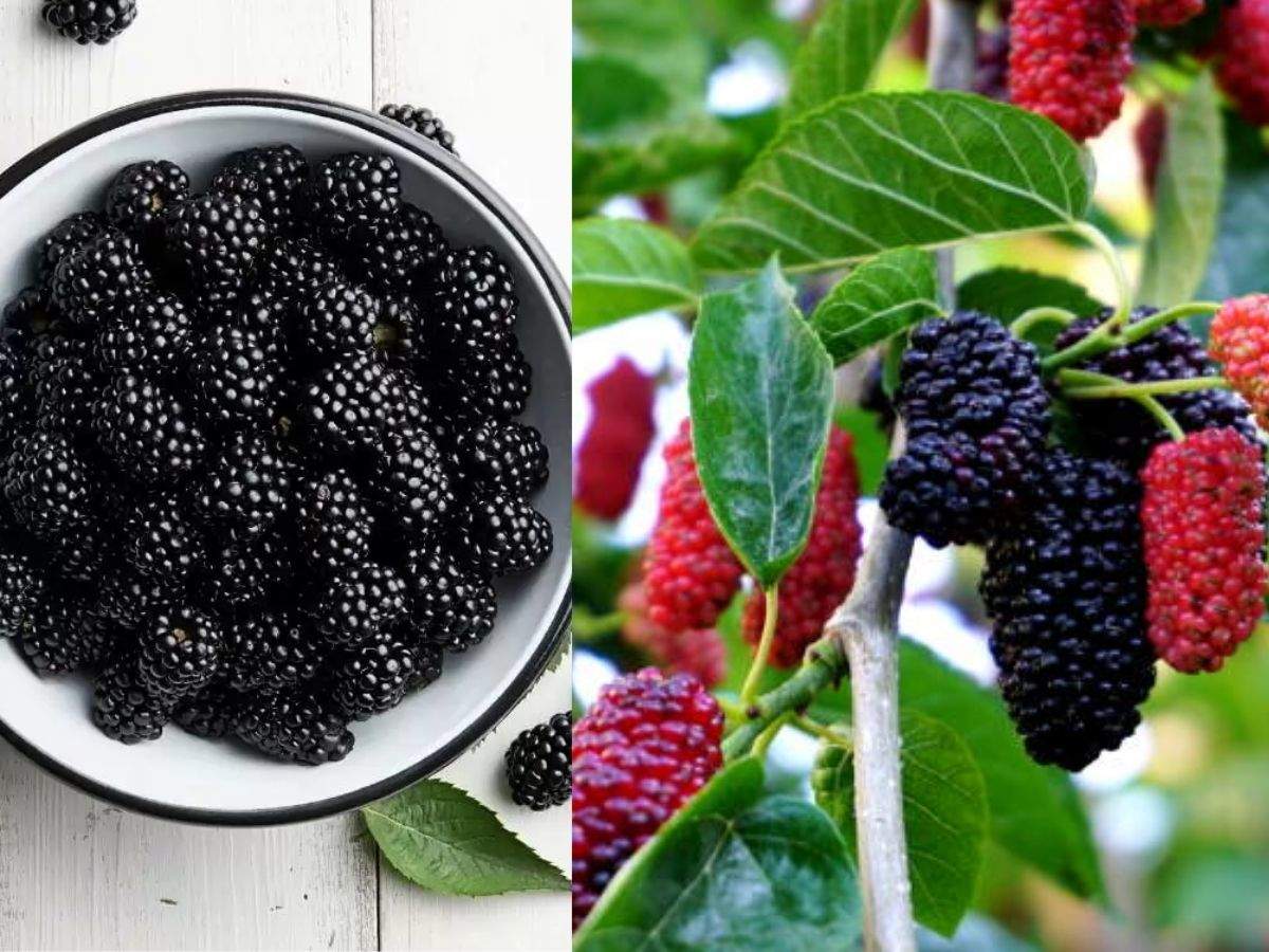 mulberry-cultivation-is-profitable