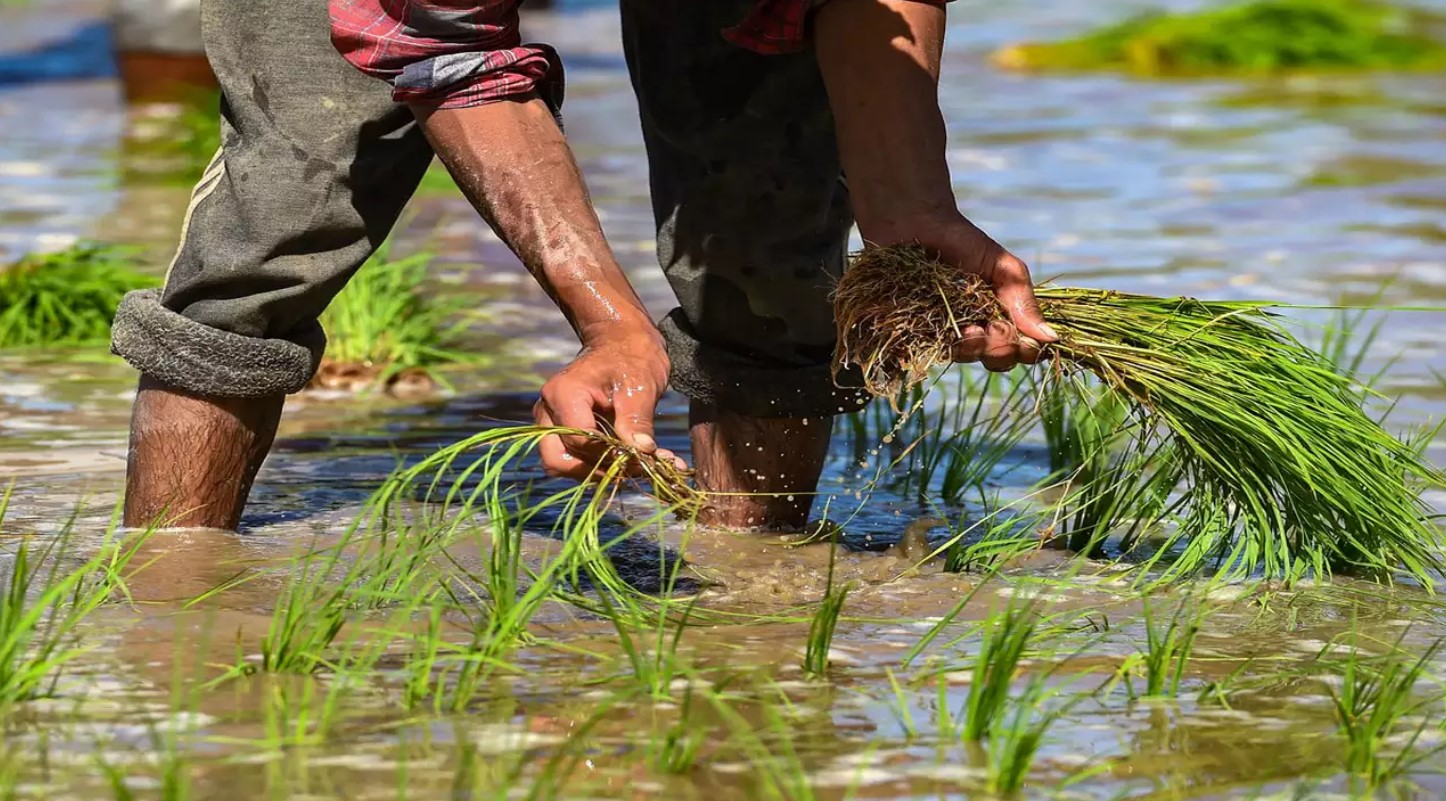 paddy-varieties-in-bihar