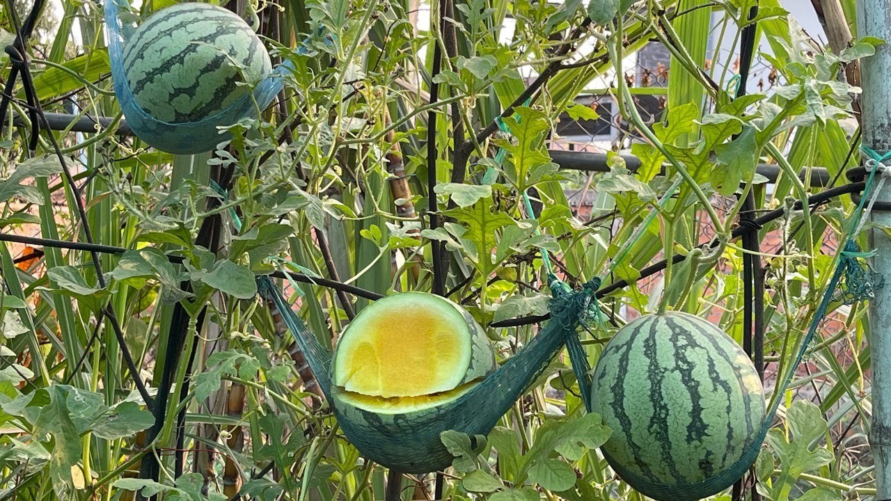 तरबूज की खेती (Farming of Watermelon)