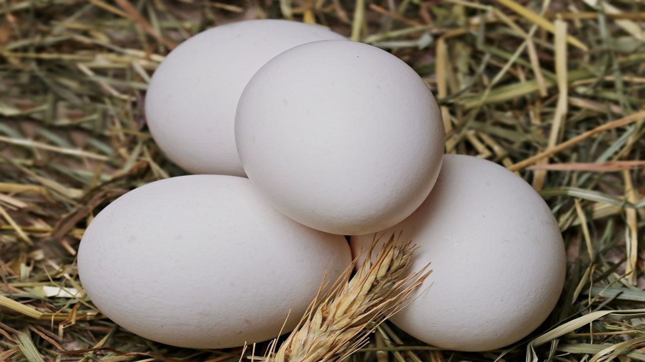 मुर्गी नहीं मशीन से तैयार होता है नकली अंडा