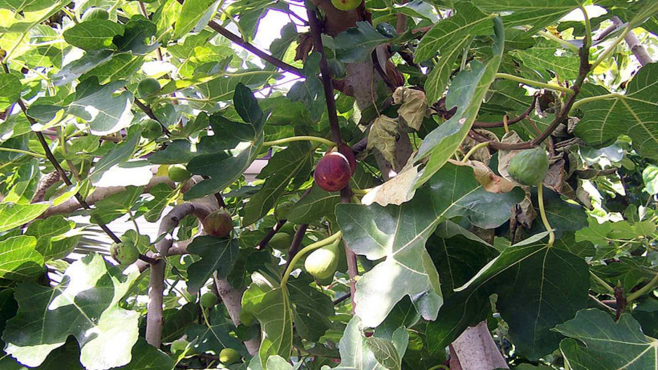 Fig tree farming in india