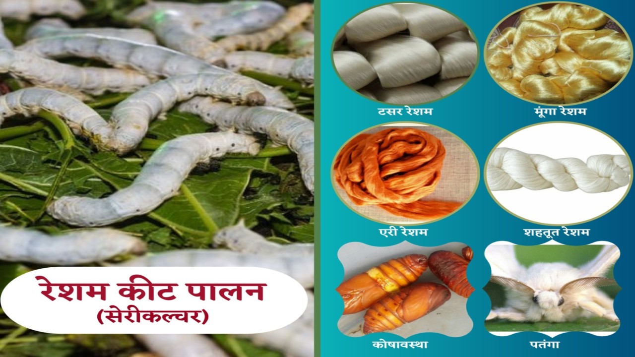 Sericulture as an additional source of income