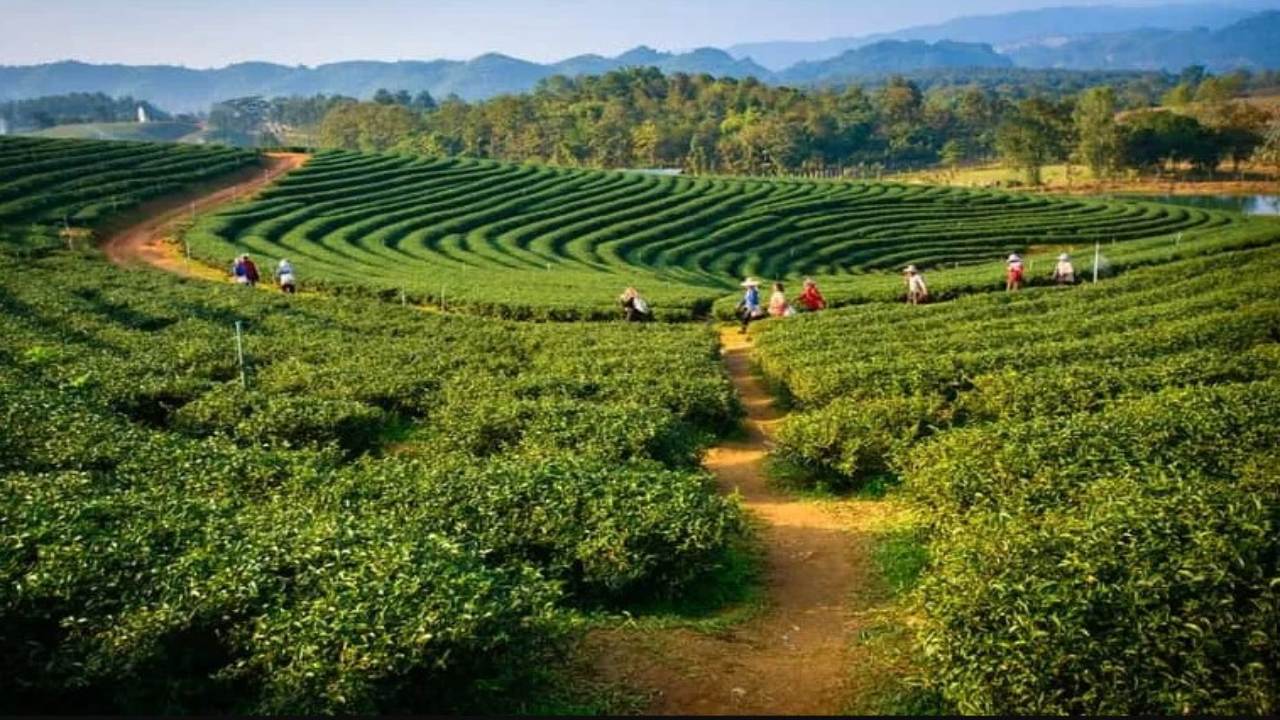 You can grow tea plant in many ways