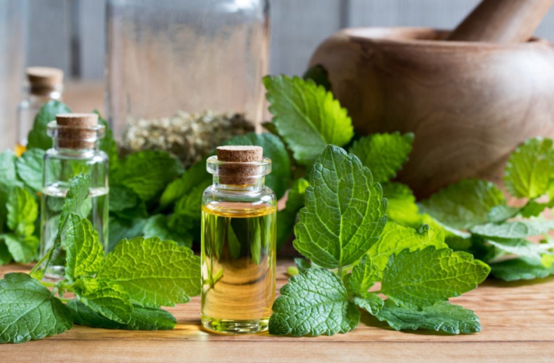You will also be surprised to know the benefits of lemon balm