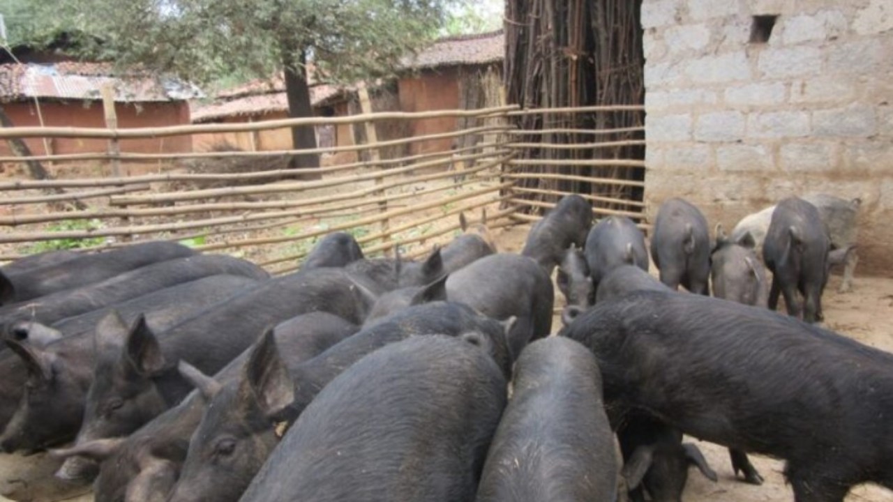 Good arrangements will have to be kept for pig farming on a large scale