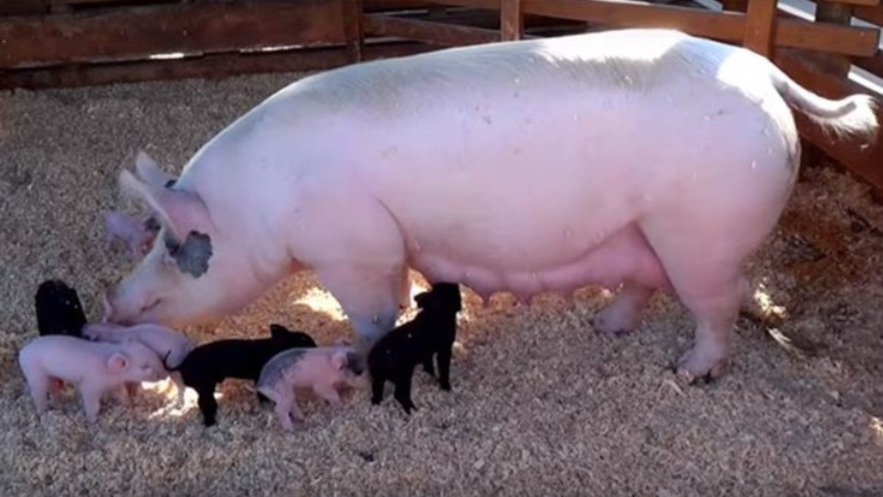Pig farming will make big money
