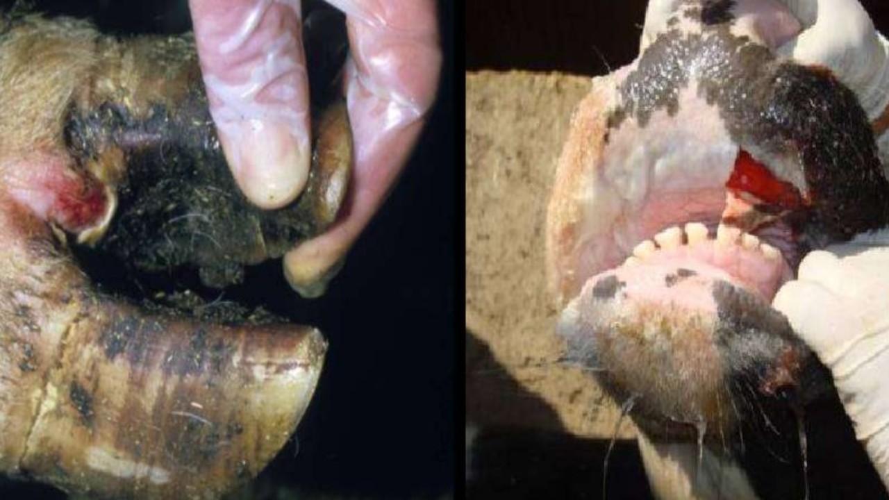 Many other diseases are associated with foot and mouth disease